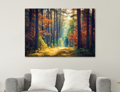 Sunrays in the Forest - Framed Canvas