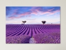  Lavender Field - Framed Canvas 
