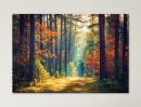  Sunrays in the Forest - Framed Canvas 