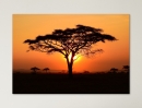  Sunset Tree Africa - Framed Canvas 