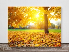 Autumn Tree  - Framed Canvas