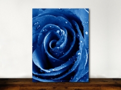 Blue Rose - Framed Canvas