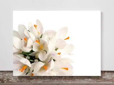 Crocus Flower  - Framed Canvas
