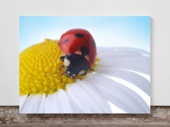 Ladybug on Daisy - Framed Canvas