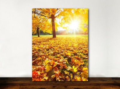 Autumn leaves and tree - Framed Canvas