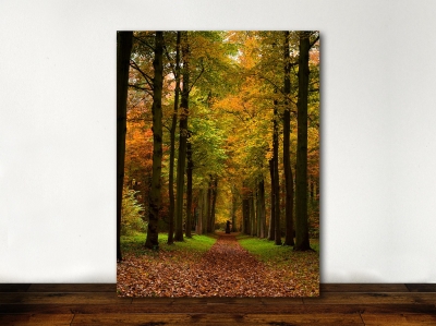 Autumn Forest  - Framed Canvas