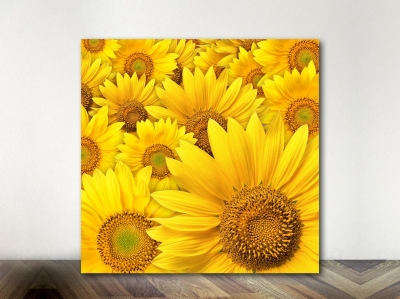 Sunflowers - Framed Canvas