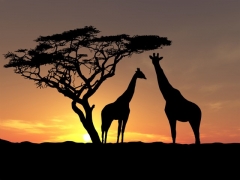 Giraffes sunset